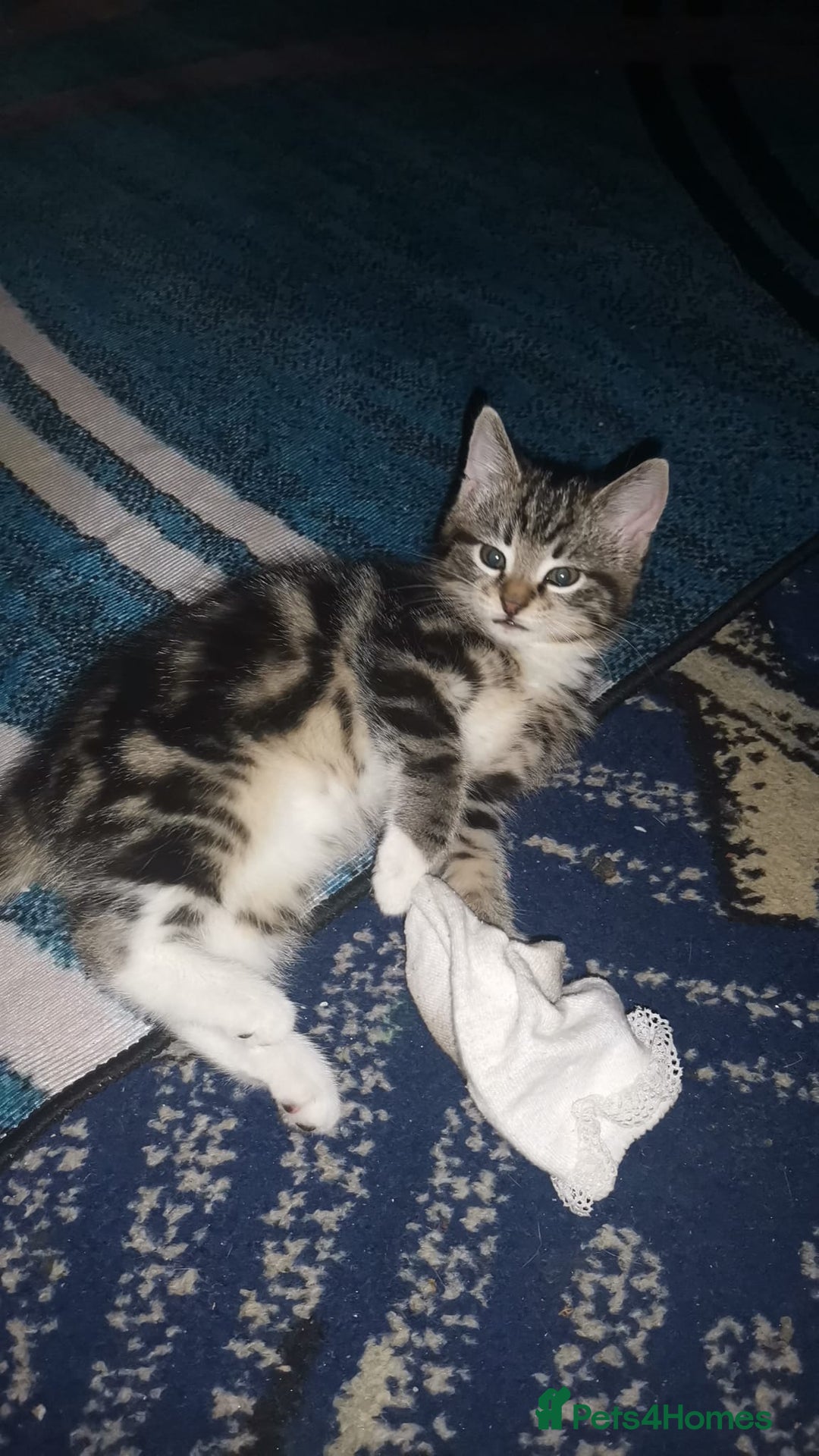 Mixed Breed cats for sale: Mixed bread 4 lovely kittens - Advert 6