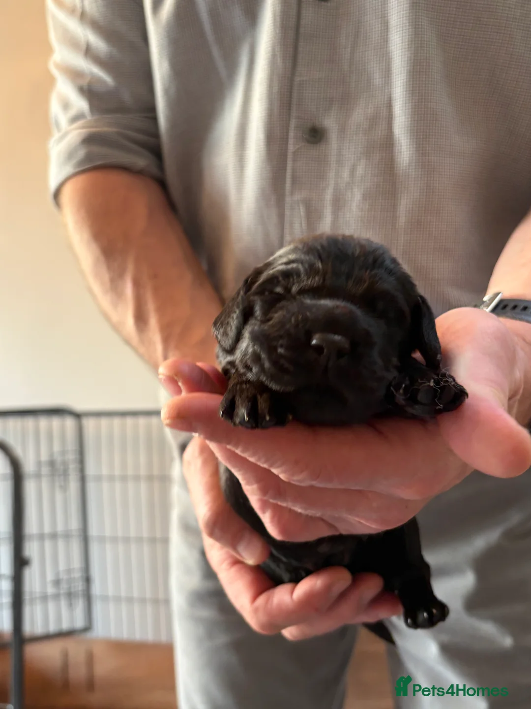 Cocker Spaniel dogs for sale: Working Cocker Spaniel Pups - Advert 2