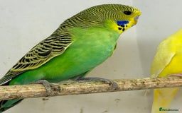 Budgerigars birds for sale: Young budgies for sale - Image 4