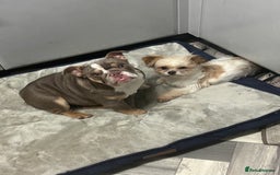 English Bulldog dogs for sale: British bulldog  - Image 5