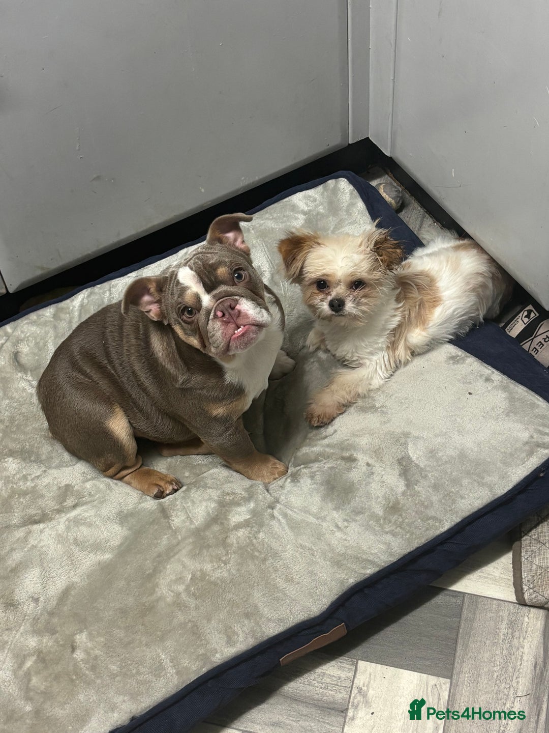 English Bulldog dogs for sale: British bulldog  - Image 5