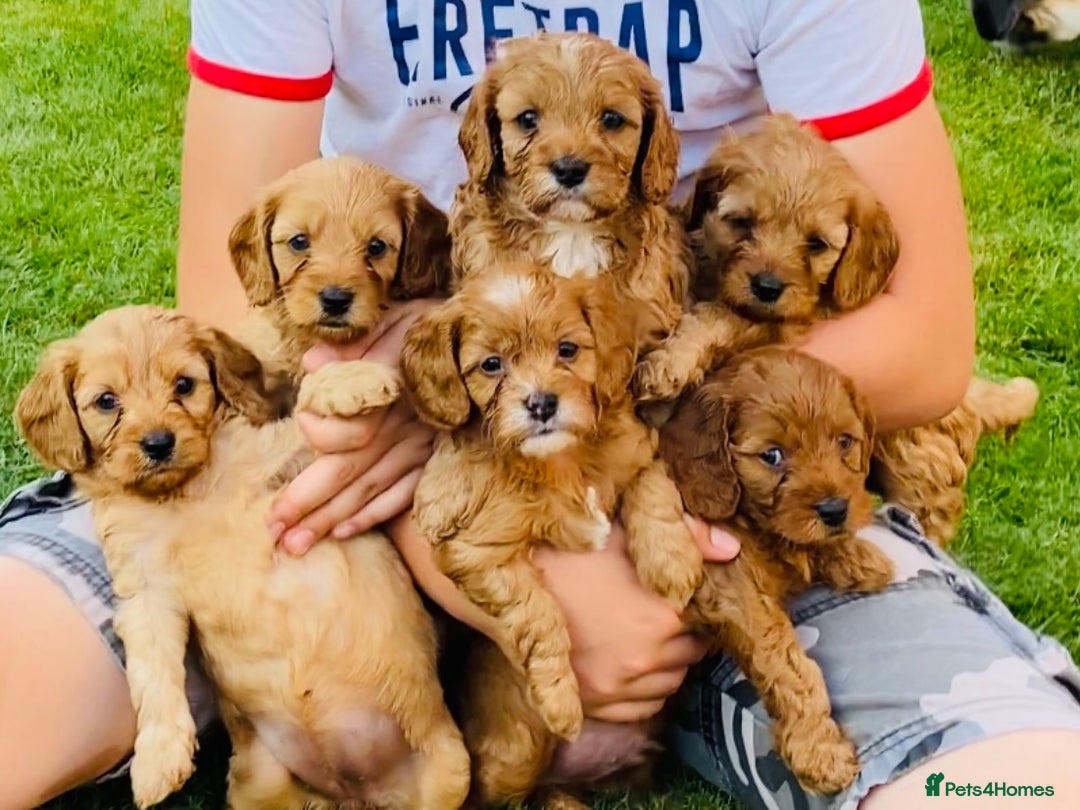 Miniature Poodle dogs for stud: For Stud KC DNA & heart tested Poodle - Advert 6