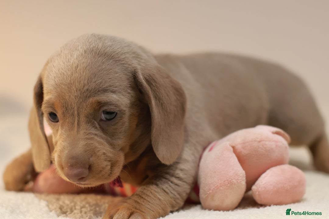 Miniature Dachshund dogs for sale: 5StarsLicensed+KC+PRAClear+VetChecked - Image 24