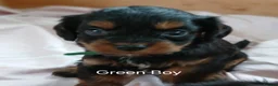 Cavapoo dogs for sale: Cavapoo Puppies  in Glenrothes - Advert 3