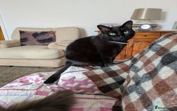 Mixed Breed cats for sale: Our beautiful binx for rehoming  - Image 3
