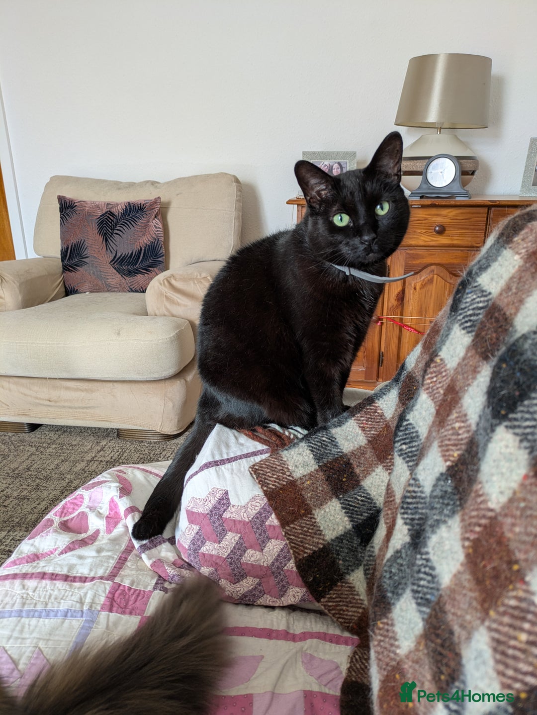 Mixed Breed cats for sale: Our beautiful binx for rehoming  - Image 3