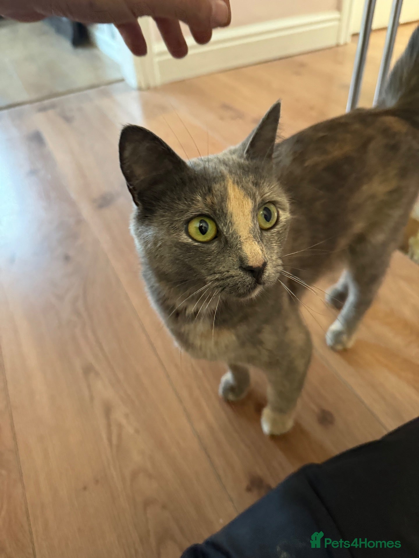 Domestic Shorthair cats 3 kittens for sale - Advert 2