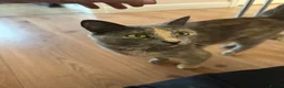 Domestic Shorthair cats for sale: 3 kittens for sale - Advert 1