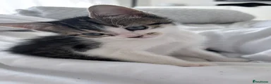 Mixed Breed Kitten 2