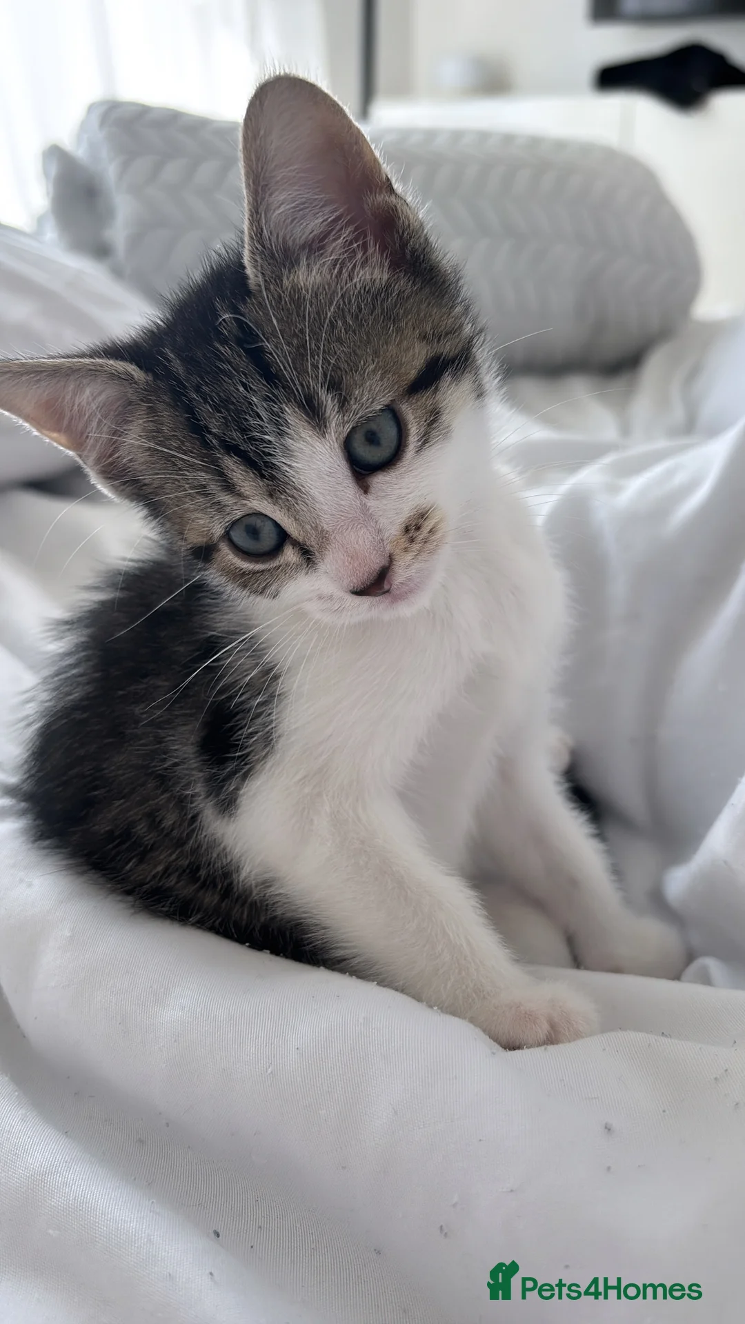 Mixed Breed cats for sale: Female kitten  - Advert 1
