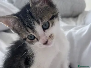 Mixed Breed cats Female kitten - Advert 17