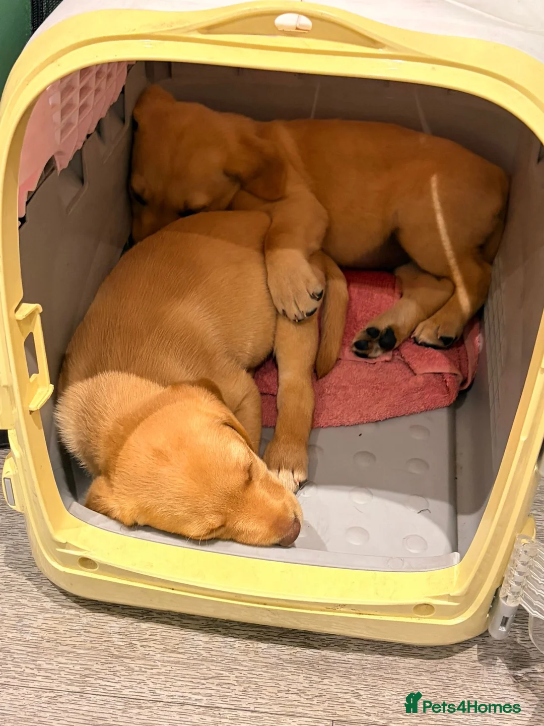 Labrador Retriever dogs for sale: Quality Labrador puppies  - Advert 2