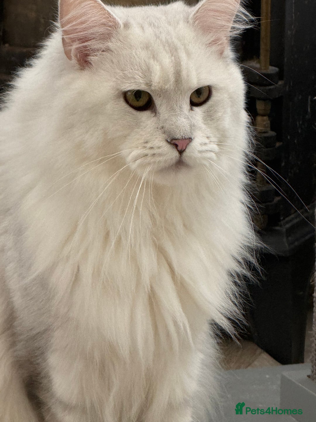 Maine Coon cats for stud: TICA Blue silver shaded stud  - Advert 3