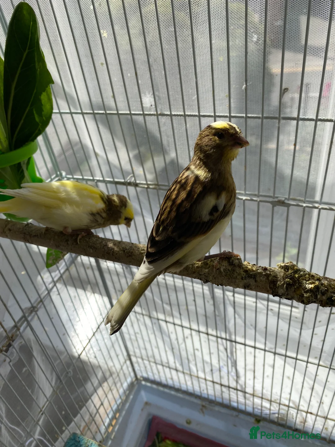 Canaries birds for sale: 3 baby canaries  - Advert 3