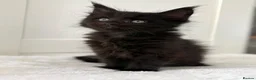 Maine Coon cats for sale: Black solid boy - Advert 5