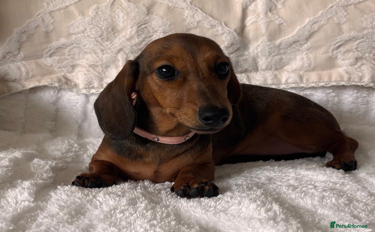 Miniature Dachshund dogs - Advert 18
