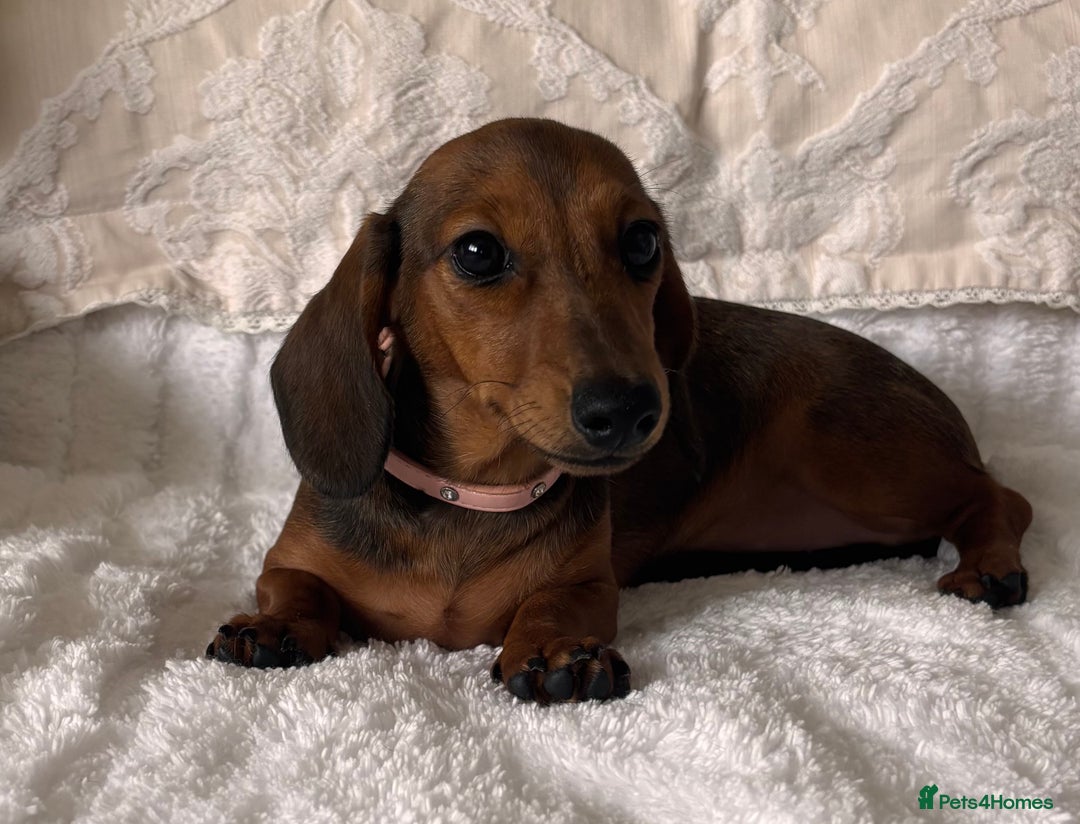 Miniature Dachshund dogs for sale: Beautiful 4 month old mini dachshund  - Image 1
