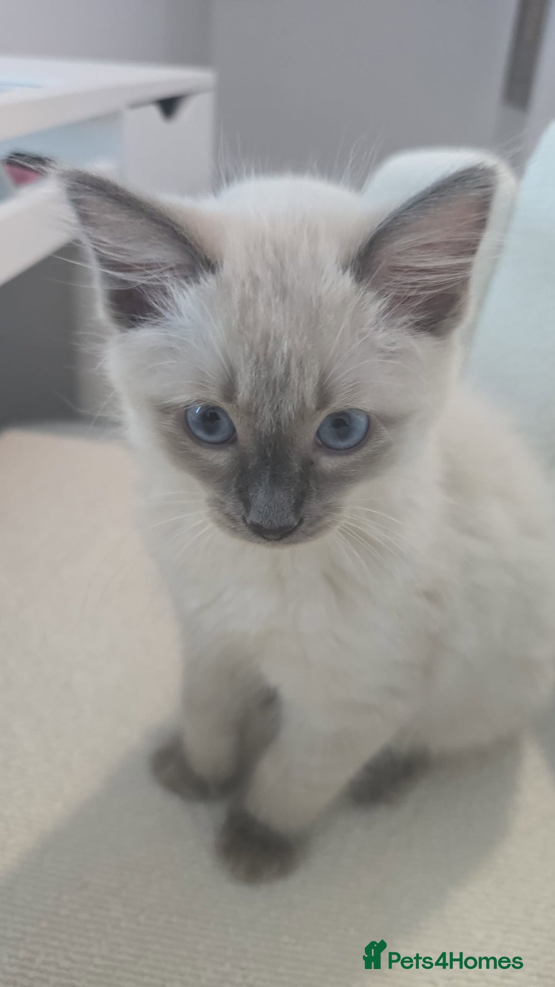 Ragdoll cats for sale: Ragdoll Kitten - Advert 2