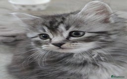 Scottish Fold cats for sale: Gorgeous fluffy Scottish Fold x DSH kittens - Image 7