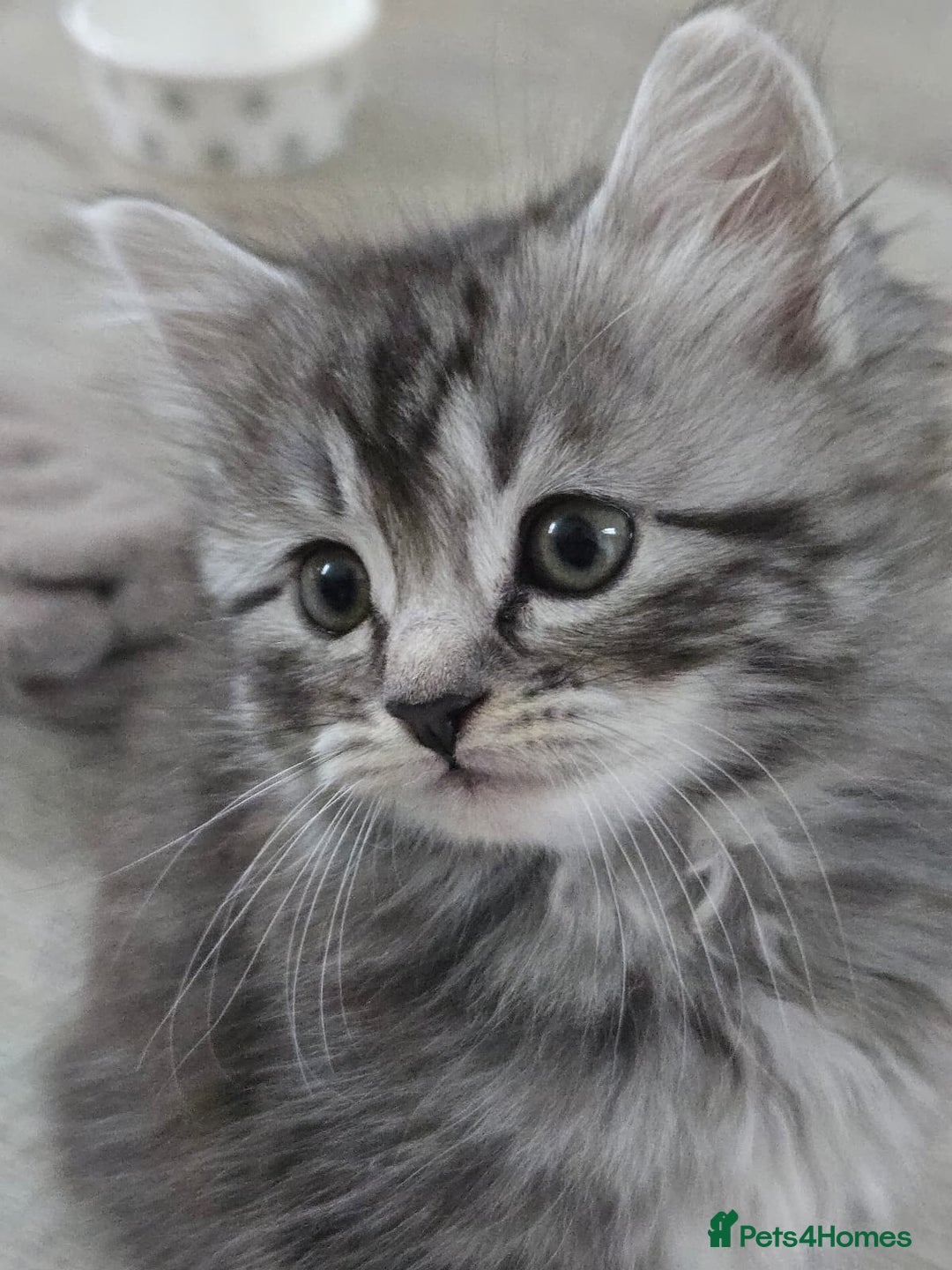 Scottish Fold cats for sale: Gorgeous fluffy Scottish Fold x DSH kittens - Image 7