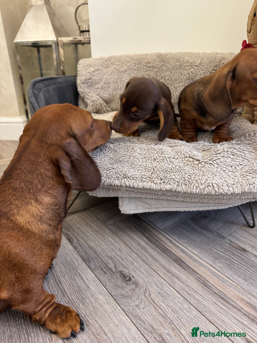 Miniature Dachshund dogs for sale: Miniature dachshund  - Advert 16