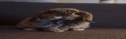 Dwarf Lop rabbits for sale: Jupiter is looking for a new home  - Advert 7