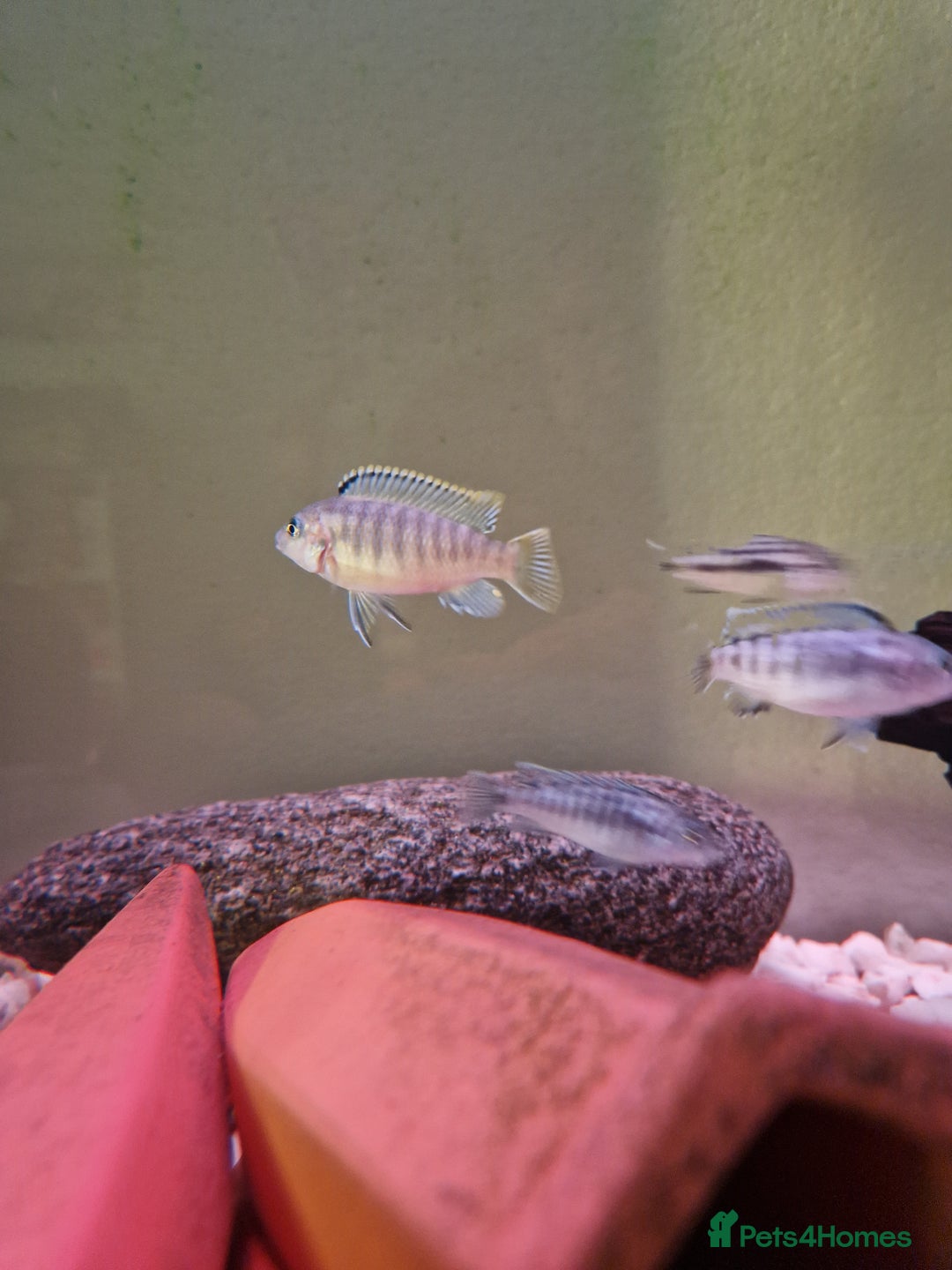 Cichlids fish for sale: Mbuna Cichlids  - Image 3