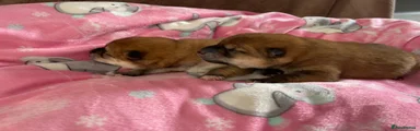 Japanese Shiba Inu Puppy 2