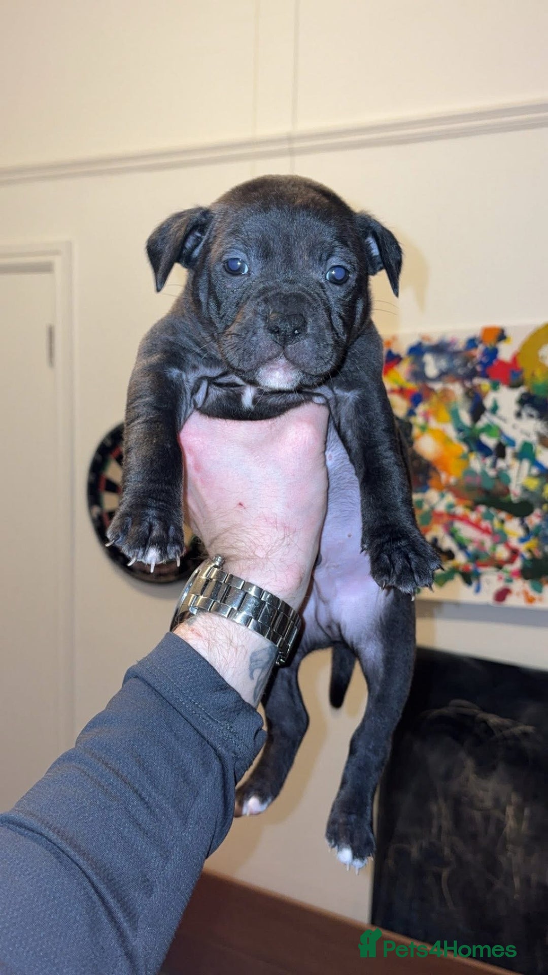 Mixed Breed dogs for sale: 2 black/brindle boys remaining  - Advert 2