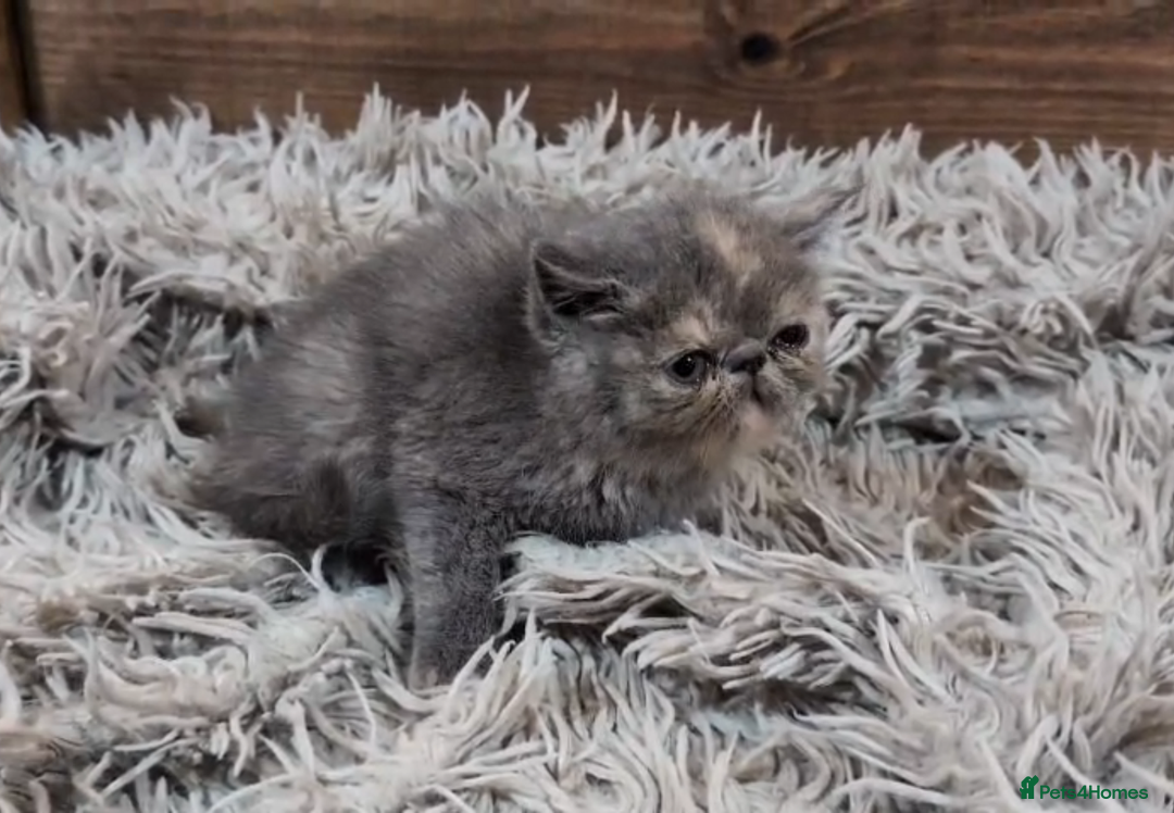 Persian cats for sale: Persian Kittens For Sale - Advert 15