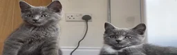 Mixed Breed cats for sale: 3 british shorthair cross kittens, playful & fun - Advert 9