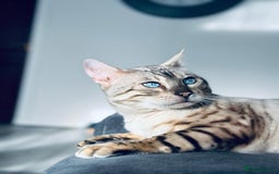 Bengal cats for sale: Beautiful 3-Year-Old Snow Bengal for sale - Image 7