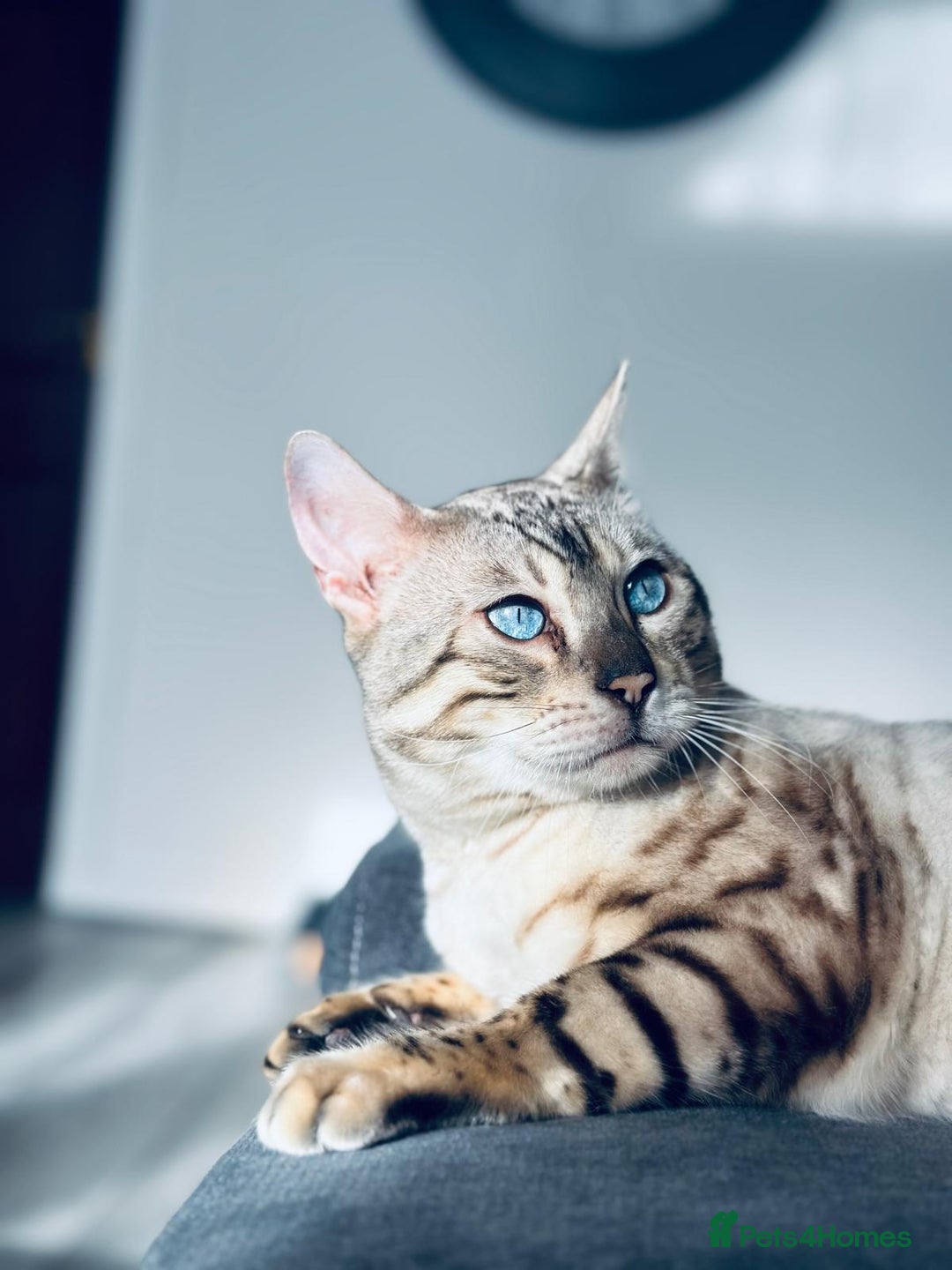 Bengal cats for sale: Beautiful 3-Year-Old Snow Bengal for sale - Image 7