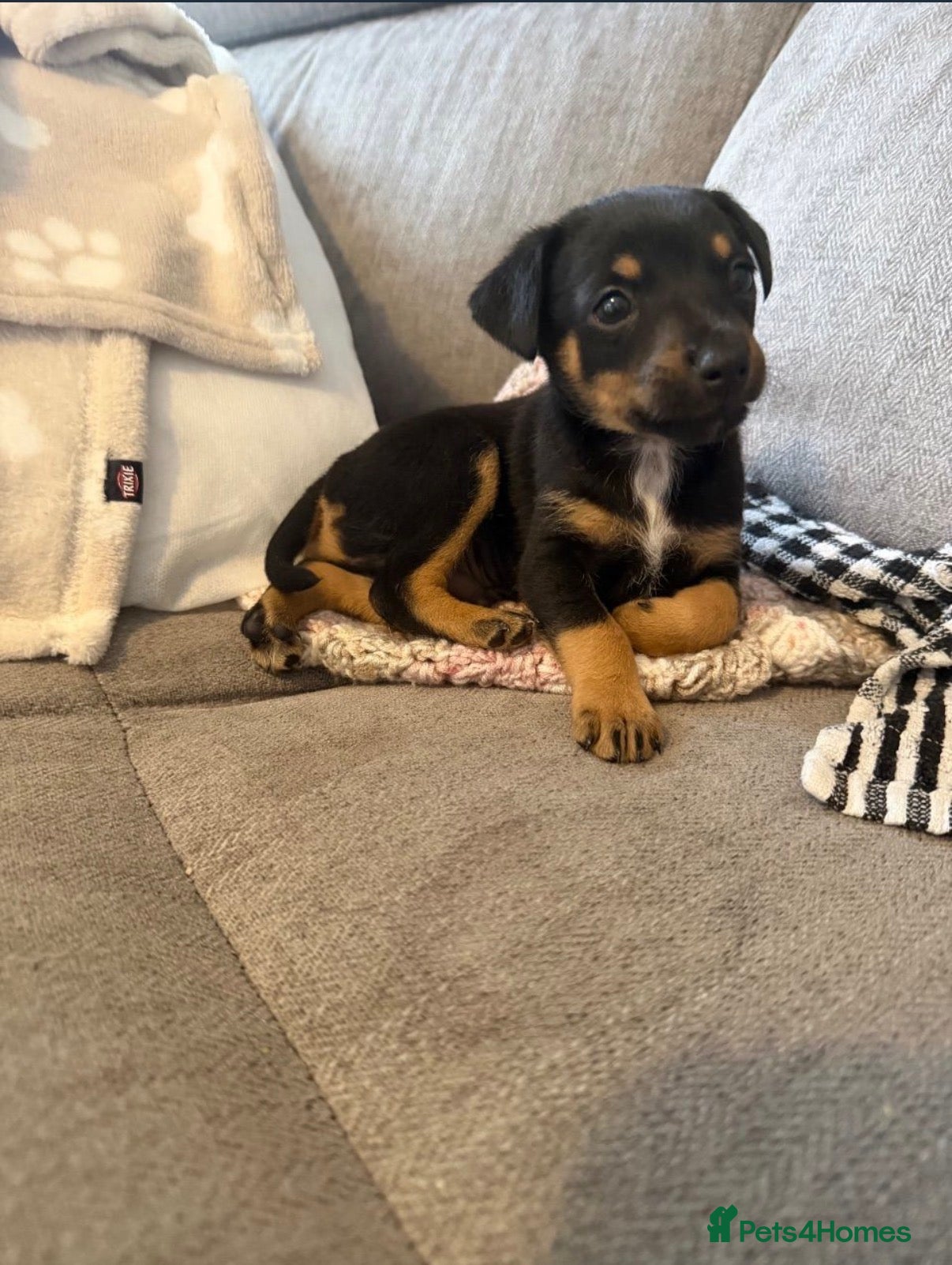 Mixed Breed dogs Buddy  - Advert 1