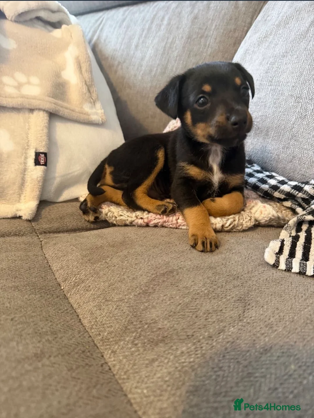 Mixed Breed dogs for sale: Buddy  - Advert 1