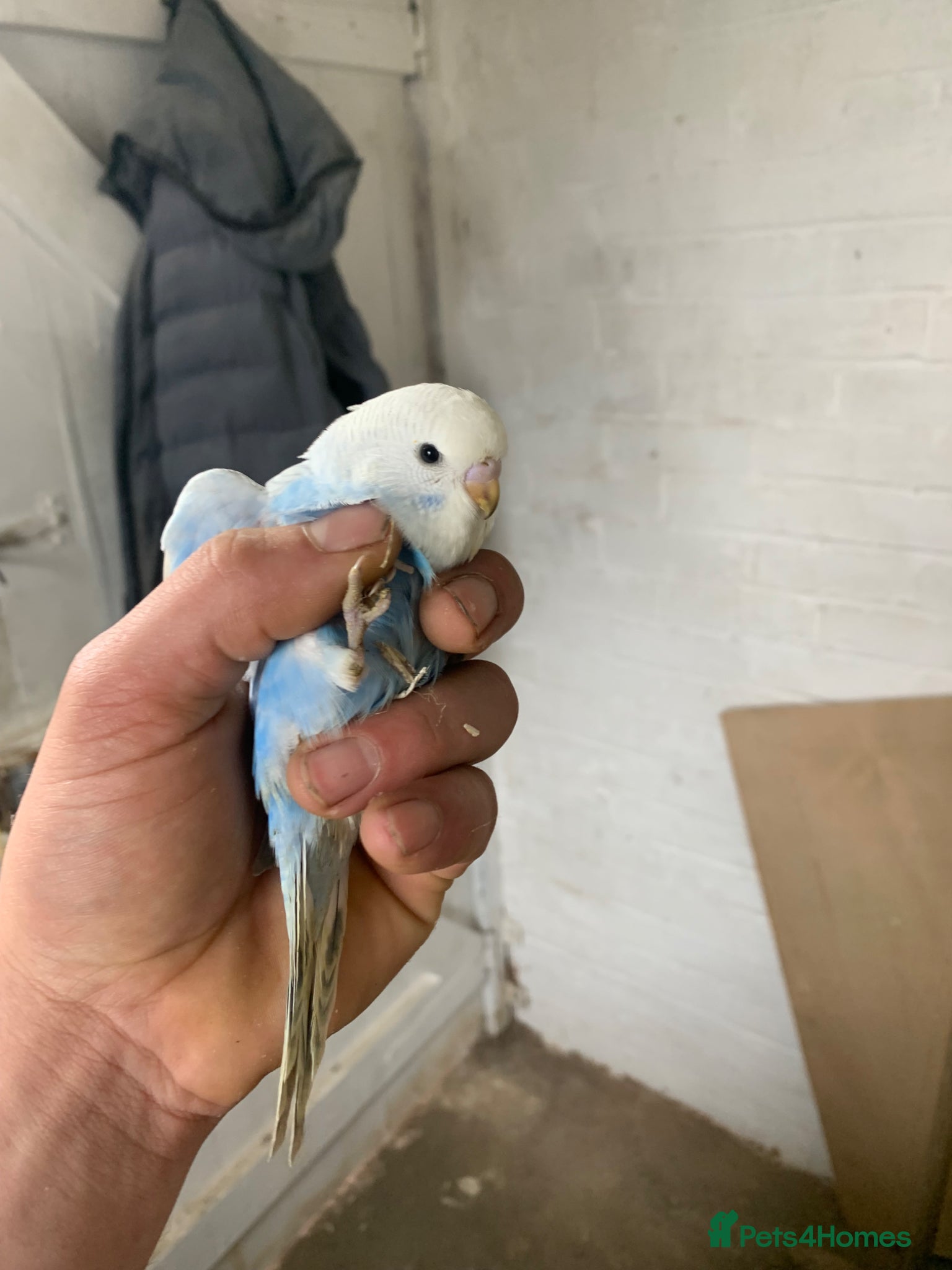Budgerigars birds Baby budgies available soon  - Advert 20