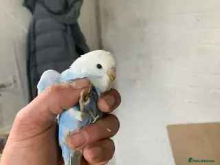 Budgerigars birds Baby budgies available soon - Advert 20