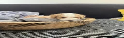 Maltipoo dogs for sale: Beautiful Maltipoochons puppies ready to leave - Advert 5