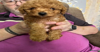 Toy Poodle dogs - Advert 4