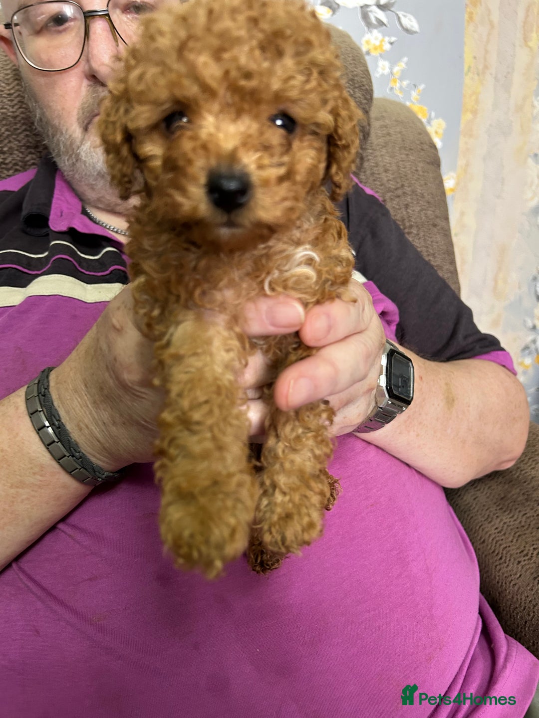Toy Poodle dogs for sale: Red toy poodle - Image 3