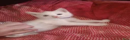Mixed Breed cats for sale: 5 gorgeous playful male kittens,  in Llanybydder - Advert 21