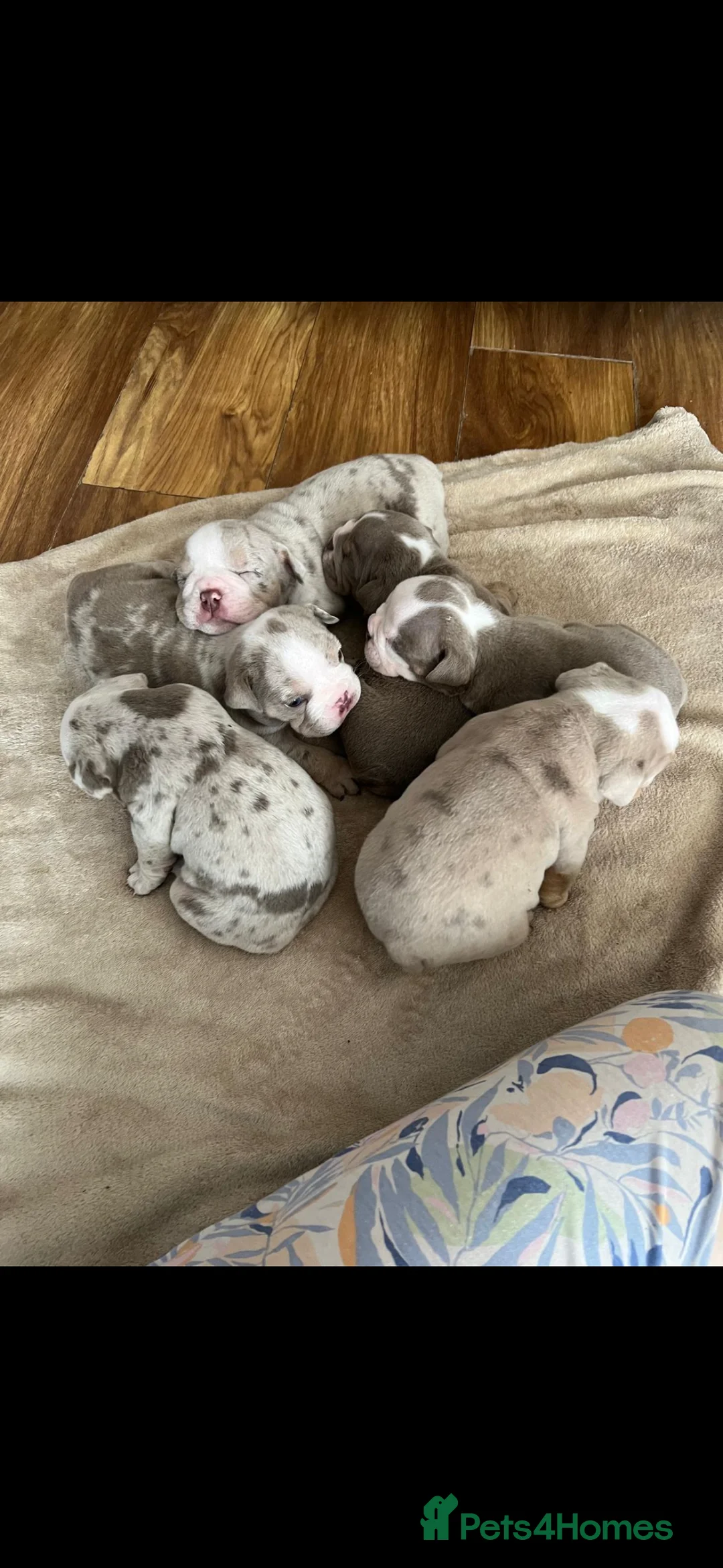 English Bulldog dogs for sale: Tiny Paws, Big Hearts – English Bulldog Puppies - Advert 3