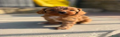 Male Cavapoo