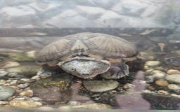 Turtle reptiles for sale: Healthy Adult Razorback Musk Turtle - Ilford - Image 4