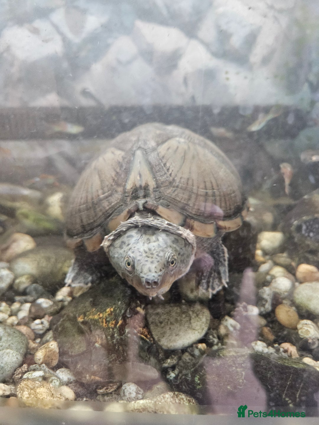 Turtle reptiles for sale: Healthy Adult Razorback Musk Turtle - Ilford - Image 4