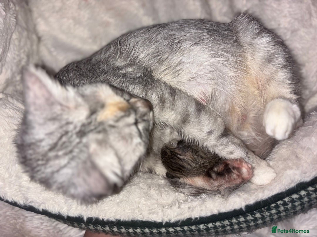 Scottish Fold cats for sale: Adorable Scottish Straight Kittens 🥰 - Advert 5