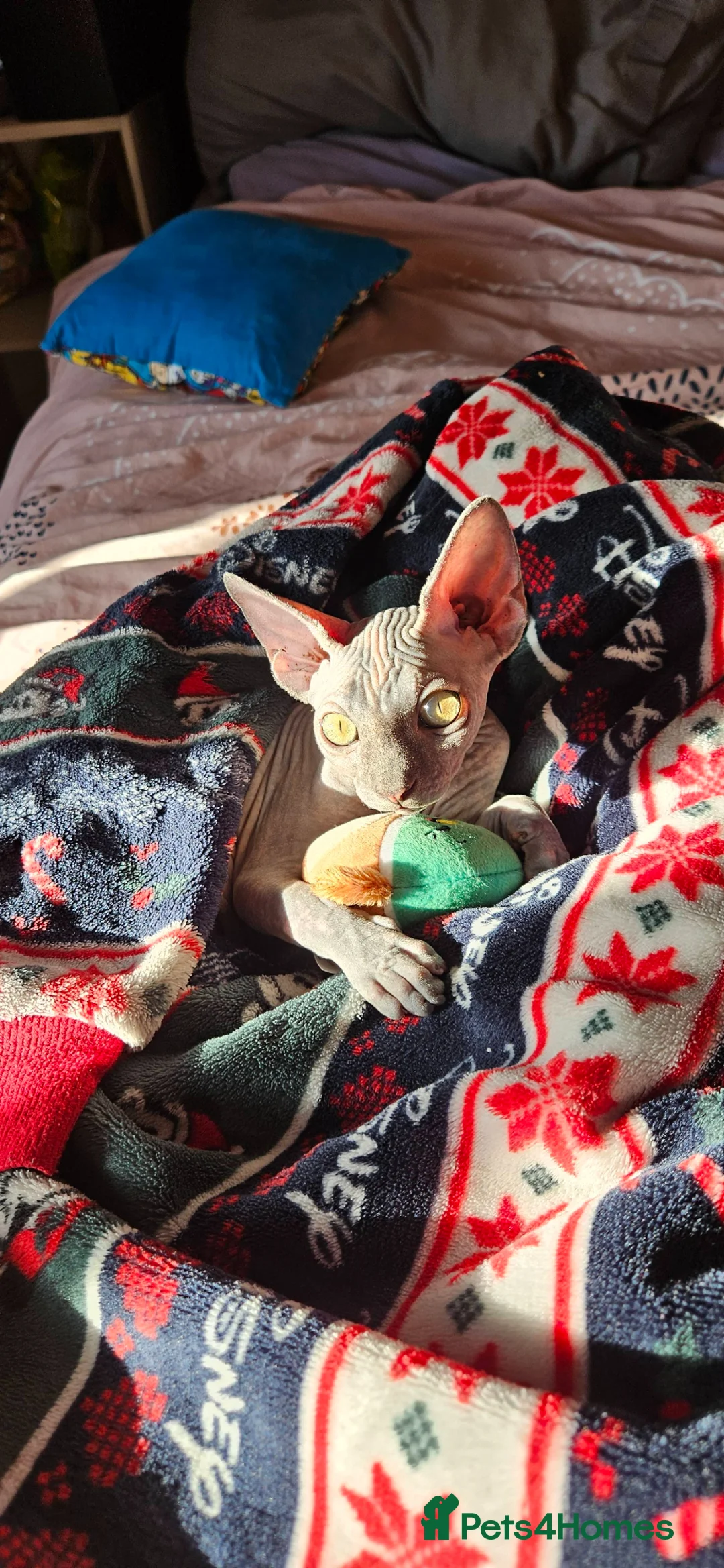 Sphynx cats for sale: Loving Sphynx needs a new home - Advert 4