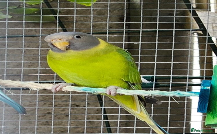 Ringnecks birds - Advert 16