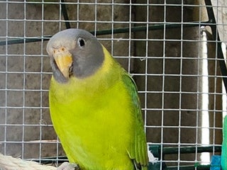 Ringnecks birds - Advert 1