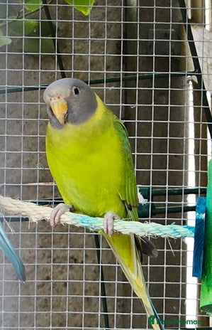 Ringnecks birds - Advert 1